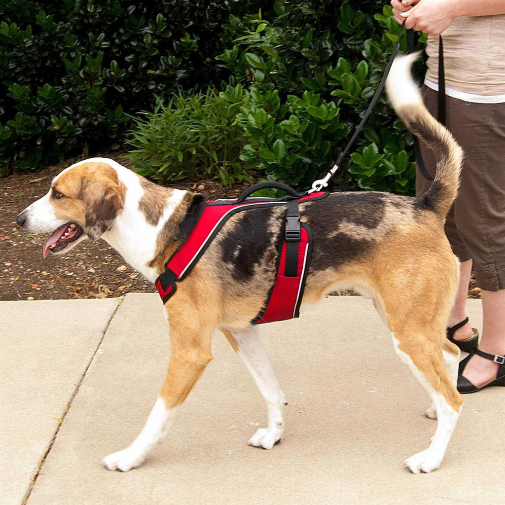 Dog Harness U3590