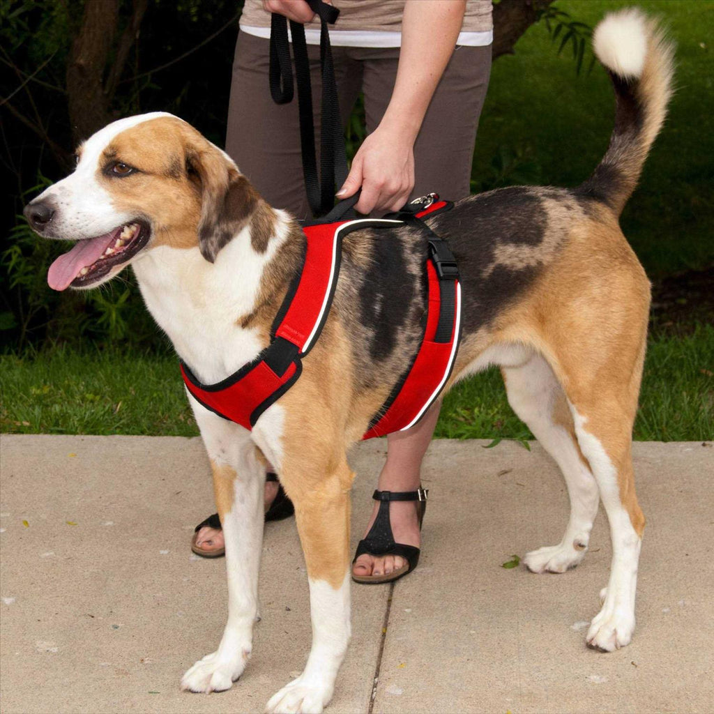 Dog Harness U3590